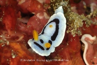 daiana240212-y01.jpg