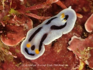 daiana240212-y03.jpg