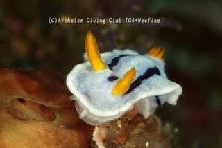 daiana240527-y.jpg