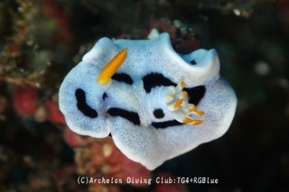 daiana241118-y.jpg
