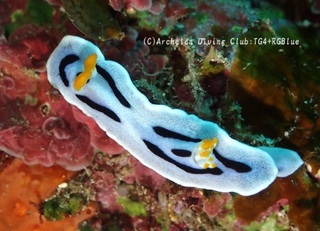 daiana241205-y.jpg
