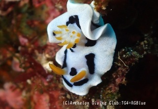 daiana241211-y.jpg