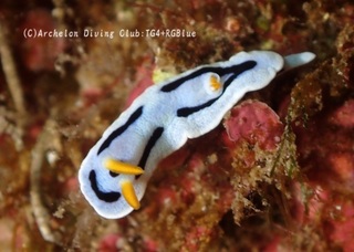 daiana241218-y.jpg