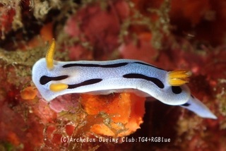 daiana241225-y.jpg