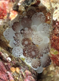 dango240718-y.jpg
