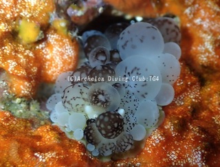 dangoibo240731-y.jpg