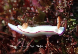 daniera241219-n.jpg