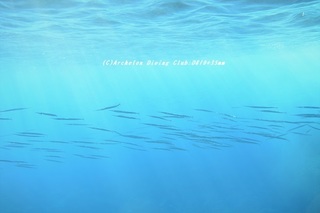 datsu210115-na.jpg