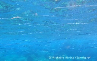datsu240912-n.jpg