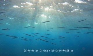 datsu250105-n.jpg