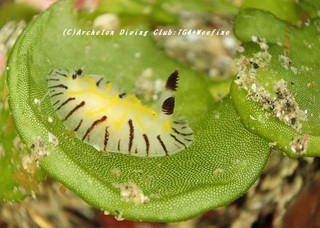 elegans200224-01.jpg