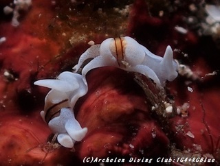 enbinoalda181204-01.jpg