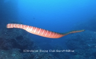 erabu241116-y.jpg