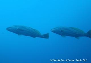 fish191230-03.jpg