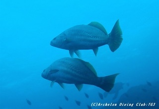 fish191230-04.jpg