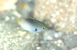 fuchidori231012-n.jpg