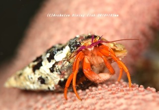 furusezebura230829-n.jpg