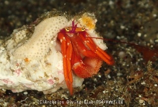 furusezebura240414-n.jpg