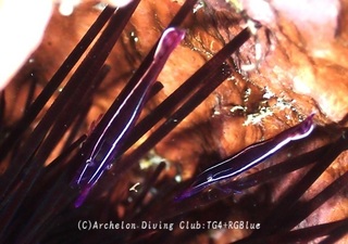 gangazeebi250108-s.jpg