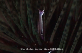 gangazeebi250110-s.jpg