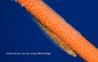 garasu230828-n.jpg