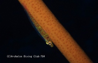 garasuhaze241203-n.jpg