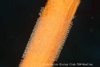 garasuhazeegg231119-uu.jpg