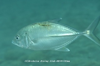 gingame230907-k.jpg