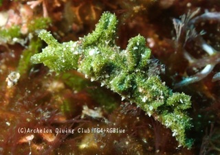 gokurakumidori250326-s.jpg