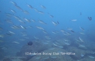 gurukub250109-k.jpg