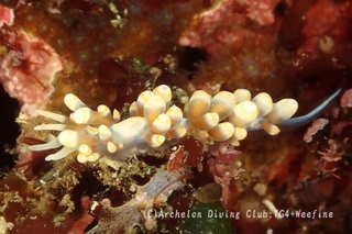 hachijomino240222-s.jpg