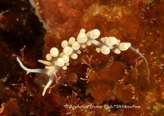 hachijomino240307-y.jpg