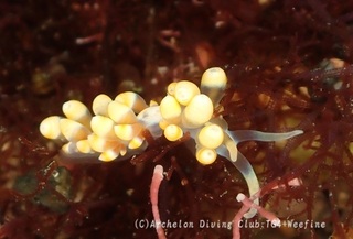 hachijomino240410-y.jpg