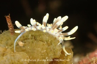 hachijomino240513-s.jpg