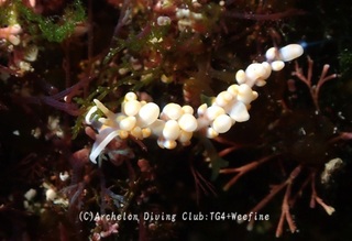 hachijomino250220-y.jpg