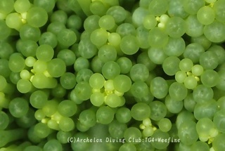 haemono240417-s.jpg