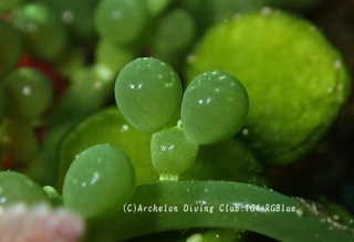 haemono250217-s.jpg