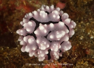 haiiroibo240116-y.jpg