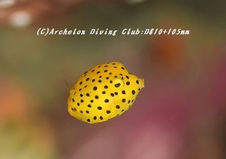 hakohugu170622-02.jpg