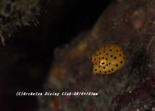 hakohugu190703.jpg