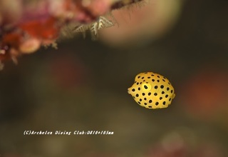 hakohugu200617.jpg