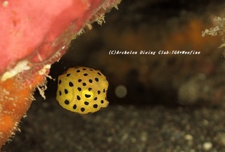 hakohugu210101-yya.jpg