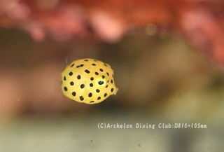 hakohugu240612-ny.jpg