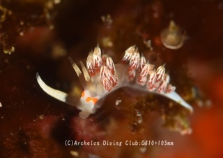 hakusenmino240412-n.jpg