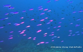 hanagoi210126-na.jpg