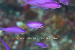 hanagoi231126-n.jpg