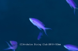 hanagoi231210-n.jpg