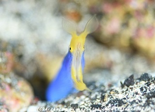 hanahige181011-04.jpg