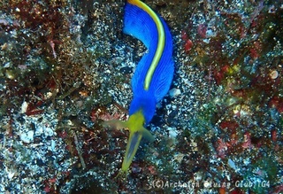hanahige240718-kyo.jpg
