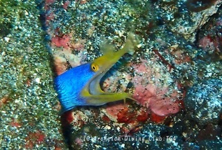 hanahige240826-kyo.jpg